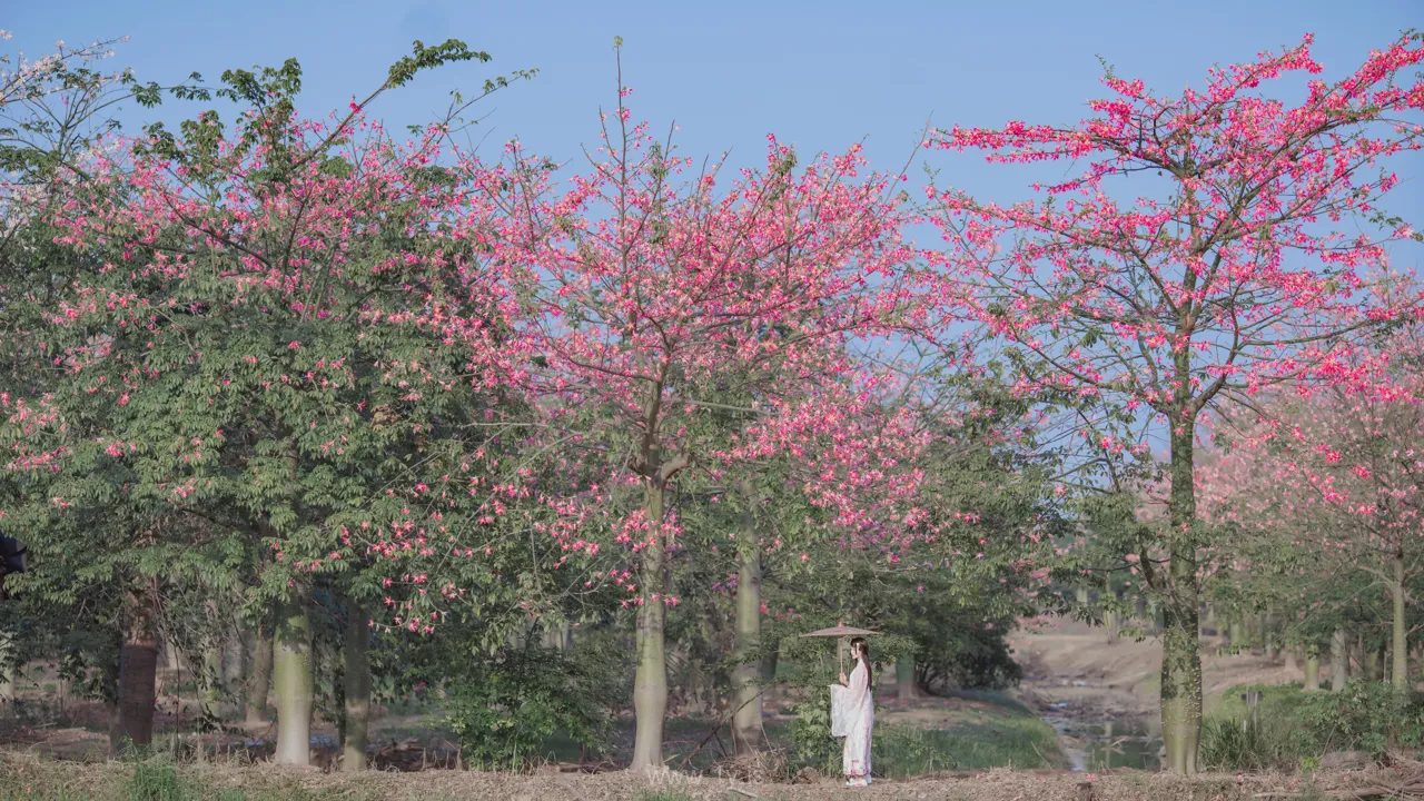 桜桃喵 NO.100 温柔×4